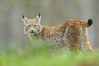 Eurasian lynx