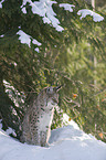 lynx