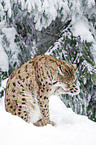lynx