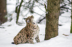 lynx