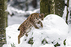 lynx