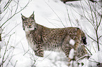 lynx