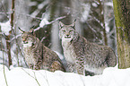 lynxes