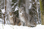 lynxes