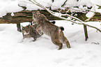 lynxes