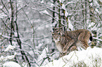 lynxes