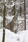 lynx