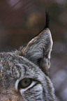 lynx ear