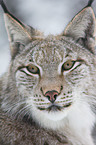 lynx