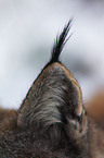 lynx ear