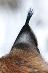 lynx ear