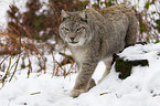 lynx