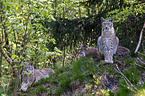 Eurasian Lynxes