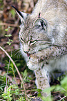 Eurasian Lynx