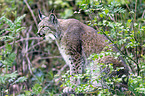 Eurasian Lynx