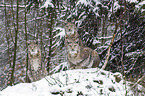 Eurasian Lynxes
