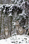 Eurasian Lynxes