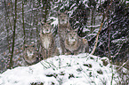 Eurasian Lynxes
