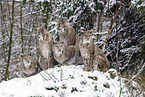 Eurasian Lynxes