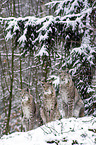 Eurasian Lynxes