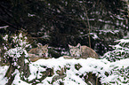 Eurasian Lynxes