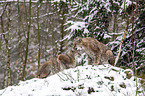 Eurasian Lynxes