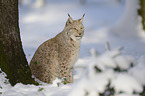Lynx