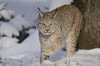 Lynx