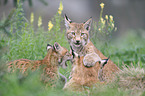 Eurasian Lynxes