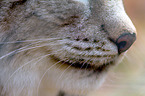 lynx nose