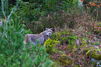lynx