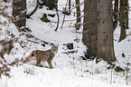 lynx
