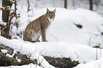 lynx