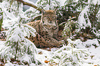 lynx