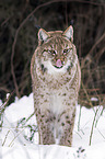 lynx
