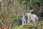lynxes