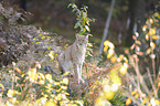 Eurasian Lynx