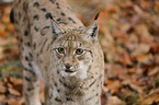 Eurasian Lynx