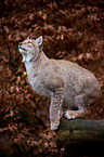 Eurasian Lynx