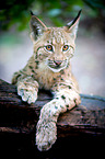 Eurasian Lynx
