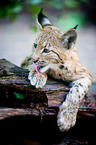 Eurasian Lynx