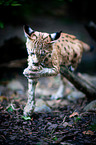Eurasian Lynx
