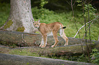 Eurasian Lynx
