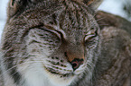 Lynx