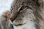 Lynx