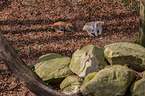 Lynxes