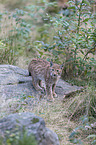 Eurasian Lynx