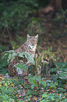 Eurasian Lynx