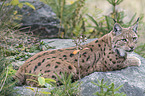 Eurasian Lynx