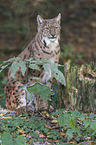Eurasian Lynx
